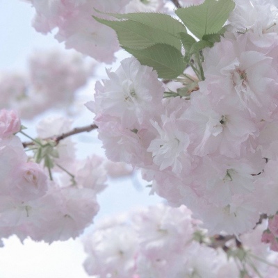 Furry兽设临摹素材FurryQQ群